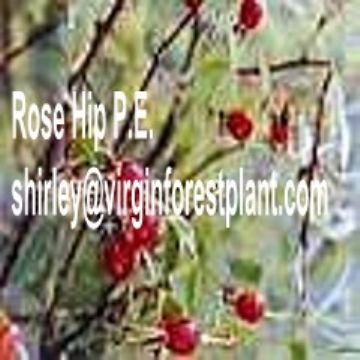 Rose Hip P.E. (Shirley At Virginforestplant Dot Com)